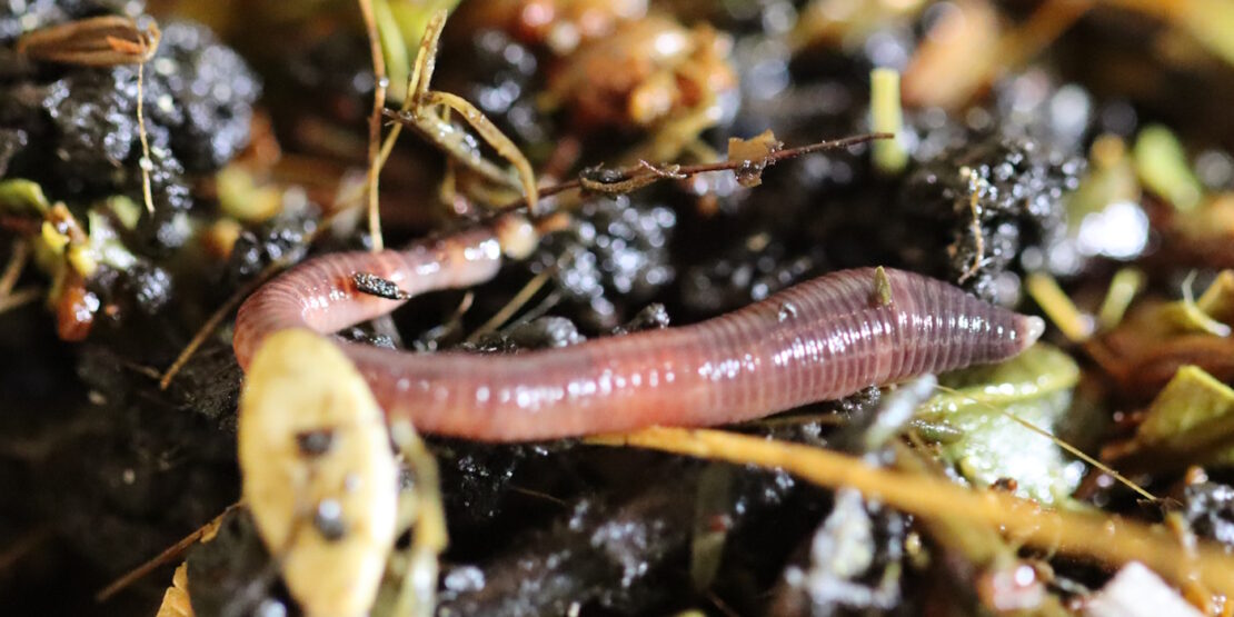 Das Foto zeigt einen Wurm in Nahaufnahme in seiner Wurmkiste