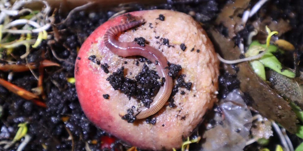 Das Foto zeigt einen Wurm auf einem Pfirsich