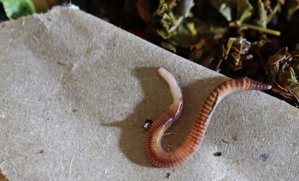 Das Foto zeigt einen Wurm auf einem Stück Pappe