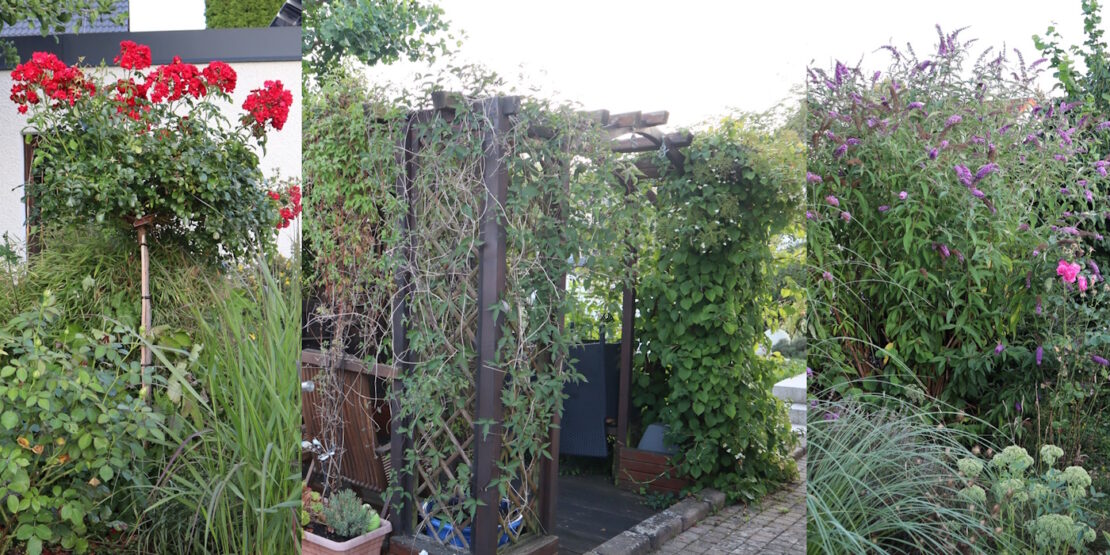 Das Foto zeigt Rosen, Gräser, Sommerflieder und Waldreben