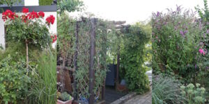 Das Foto zeigt Rosen, Gräser, Sommerflieder und Waldreben