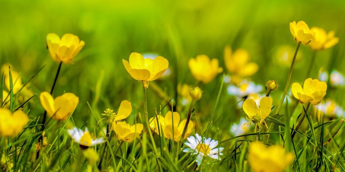 Das Foto zeigt Butterblumen und Gänseblümchen