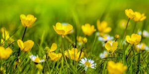 Das Foto zeigt Butterblumen und Gänseblümchen