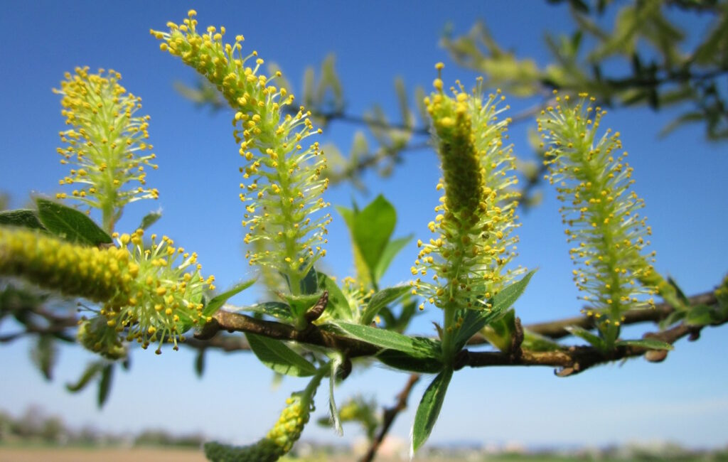 Das Foto zeigt die Früchte der Silberweide