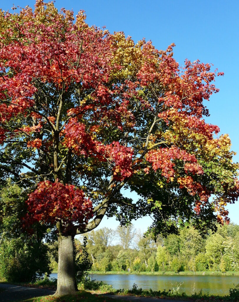 Das Foto zeigt einen Spitzahorn Baum