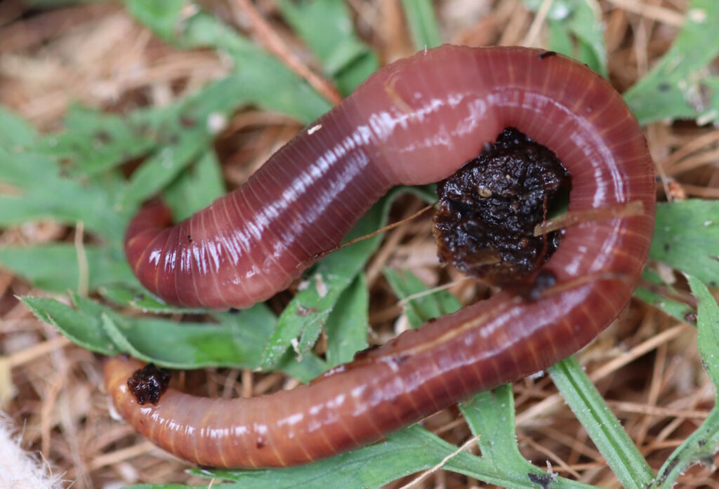 Das Foto zeigt einen geschlechtsreifen Kompostwurm