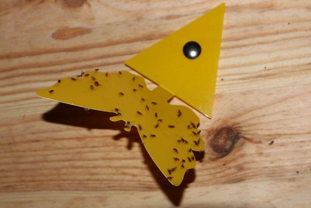 Das Foto zeigt eine Fruchtfliegenfalle, an der Fruchtfliegen hängen