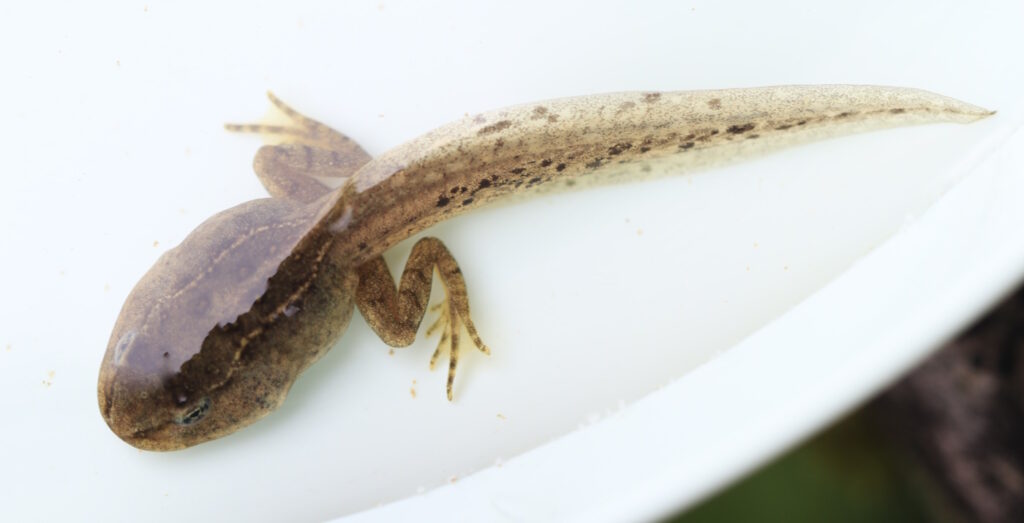 Das Foto zeigt eine Grasfroschkaulquappe, die bereits entwickelte Hinterbeine hat
