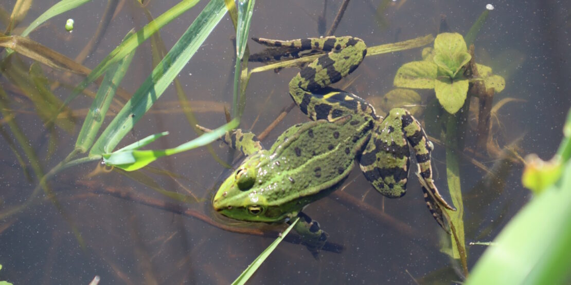 Das Foto zeigt einen Grasfrosch im Wasser
