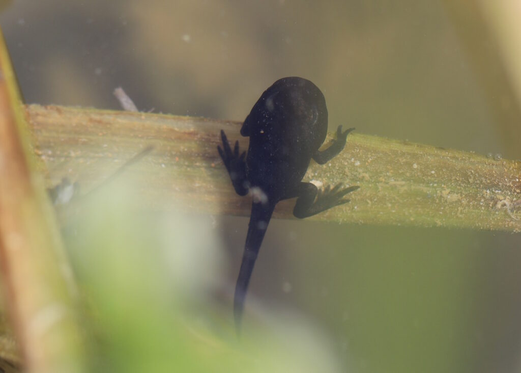 Das Foto zeigt einen kleinen Frosch im Wasser