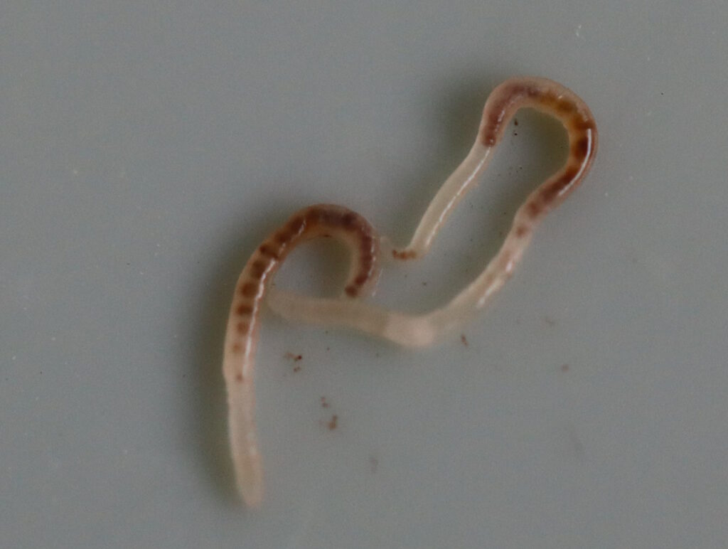 Das Foto zeigt zwei Kompostwurm-Babys
