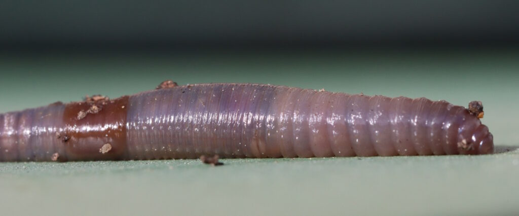 Das Foto zeigt einen Teil vom Regenwurm in Nahaufnahme. Man erkennt die Borsten.