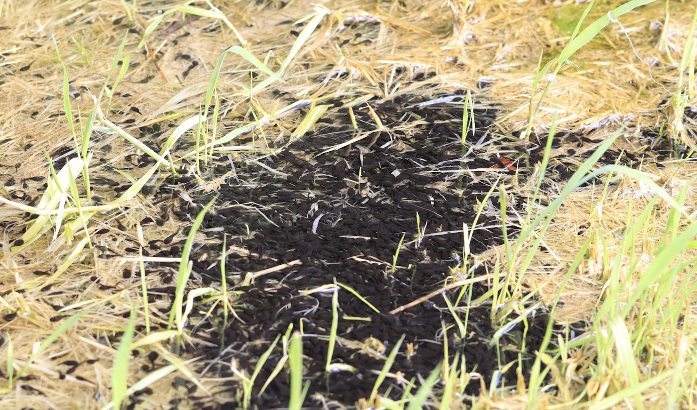 Von der Kaulquappe zum Frosch - ein spannender Kreislauf!