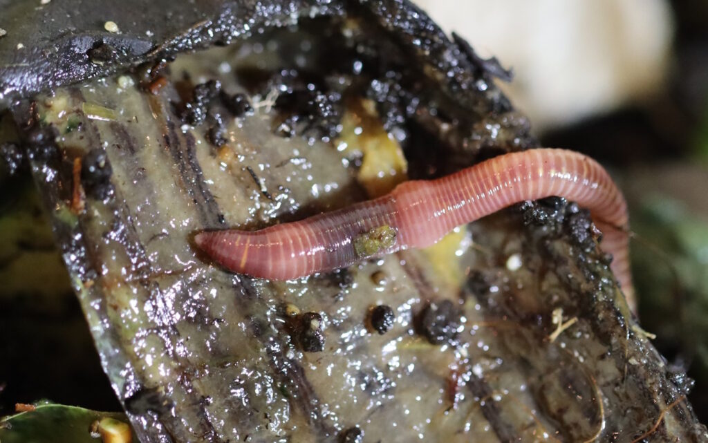 Das Foto zeigt einen Wurm auf halbverrottetem Bioabfall