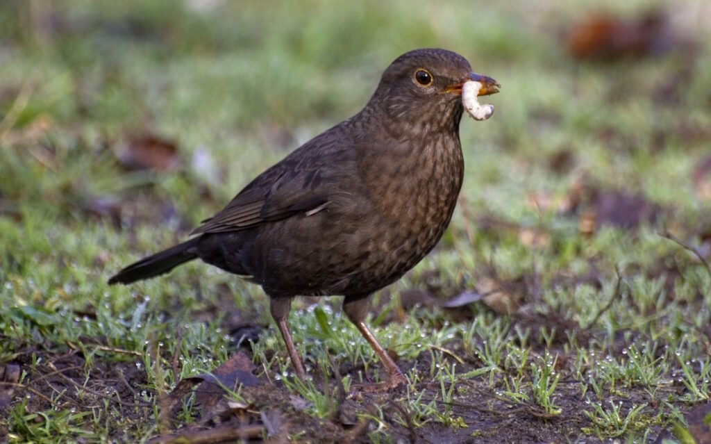 Das Foto zeigt eine Amsel mit einem Wurm im Schnabel