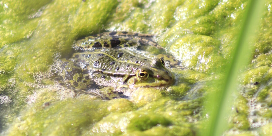 Das Foto zeigt einen Frosch im Laich