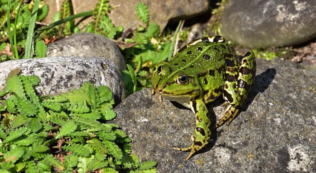 Das Foto zeigt einen Frosch in Gewässernähe
