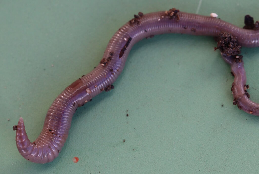 Das Foto zeigt einen gewöhnlichen Regenwurm