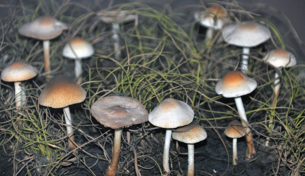 Das Foto zeigt Hexenring-Champignons
