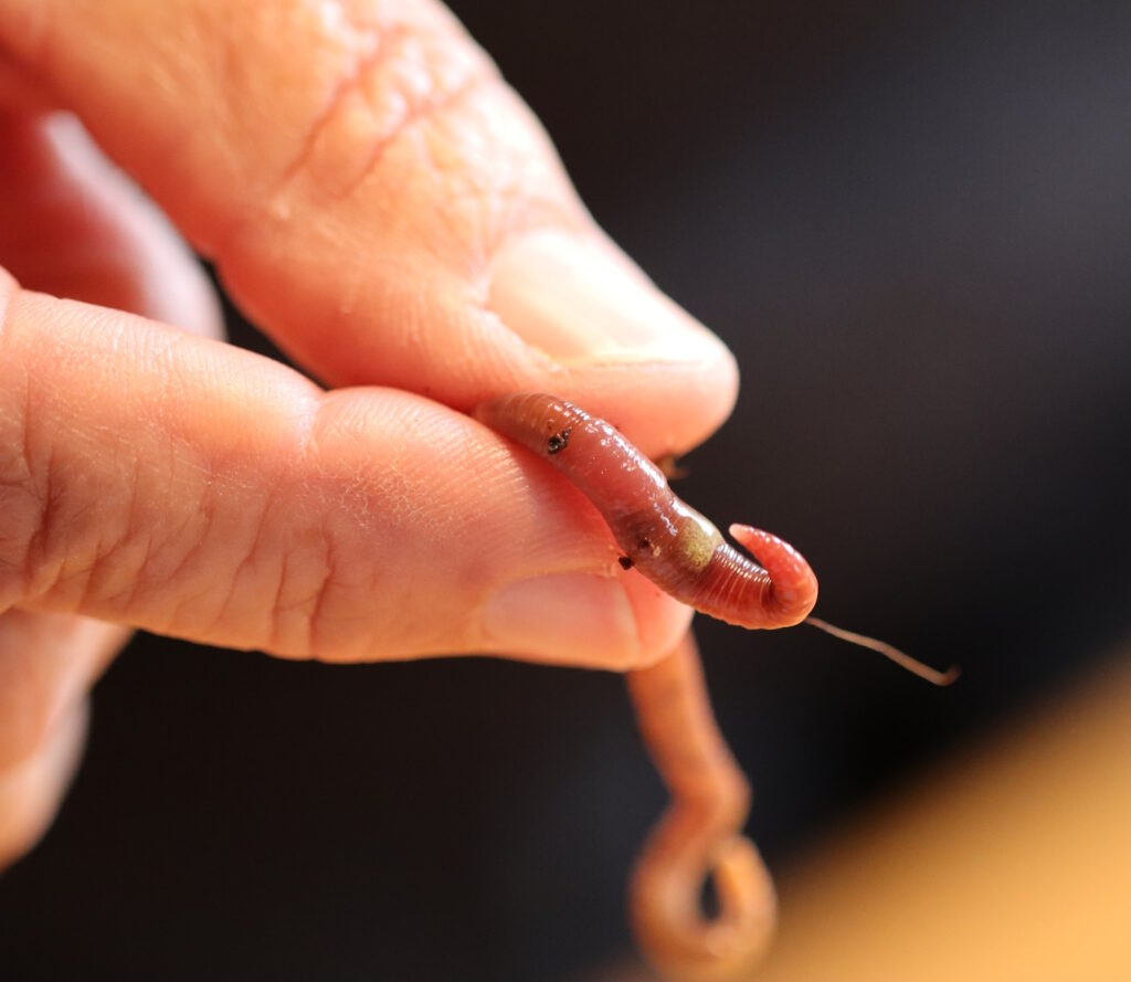 Das Foto zeigt, wie ein Wurm zwischen Daumen und Zeigefinger gehalten wird