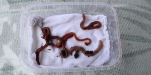 Das Foto zeigt Würmer in einer Plastikbox