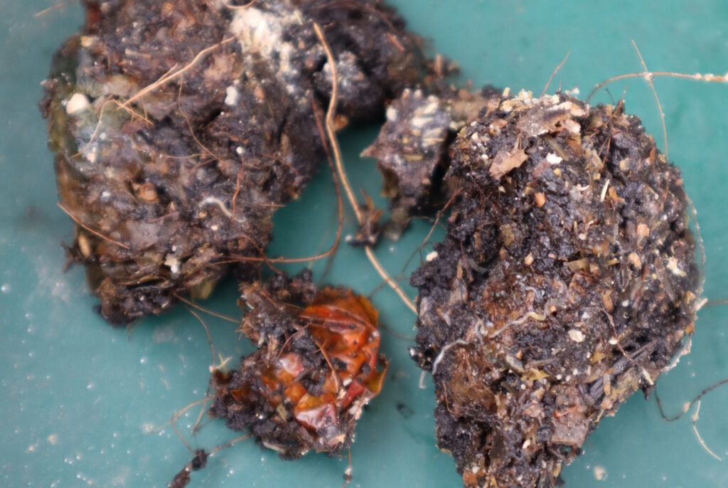 Das Foto zeigt matschige Klumpen von Bioabfall