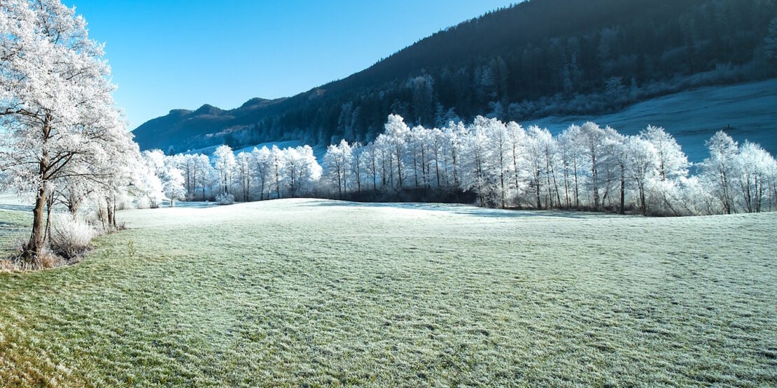 Das Foto zeigt eine Wiese im Winter. Das Gras ist leicht weiß.