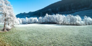 Das Foto zeigt eine Wiese im Winter. Das Gras ist leicht weiß.