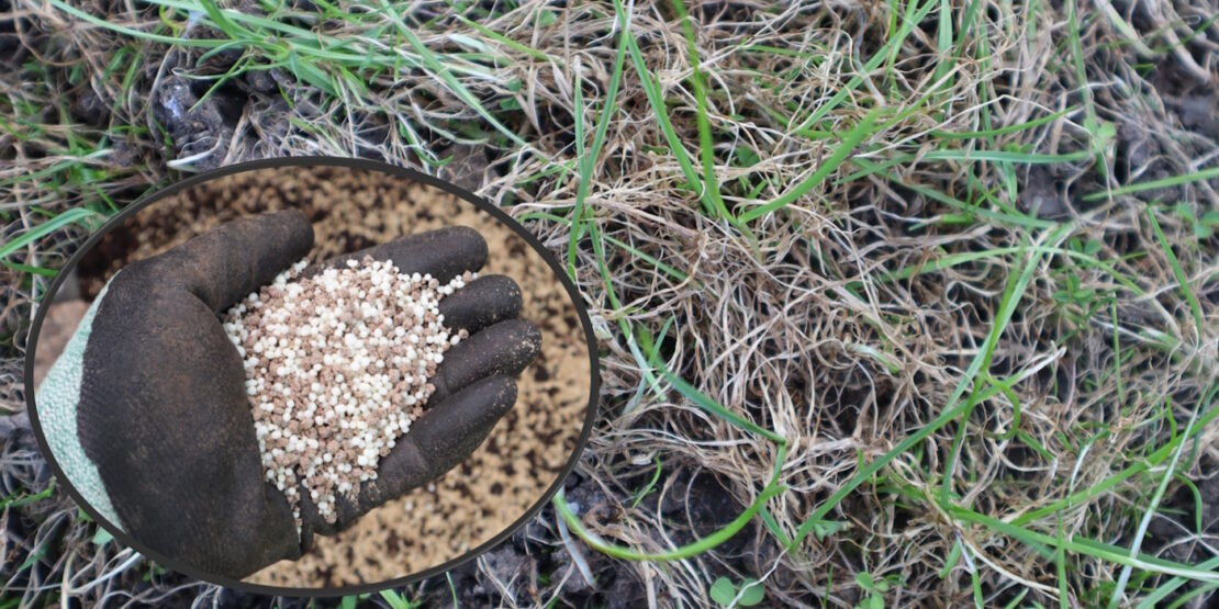 Das Foto zeigt braunes Gras und eine Hand mit Düngekugeln