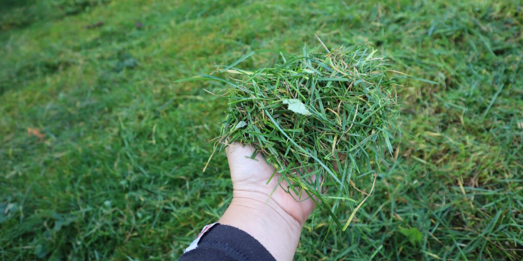 Das Foto zeigt abgemähtes Gras