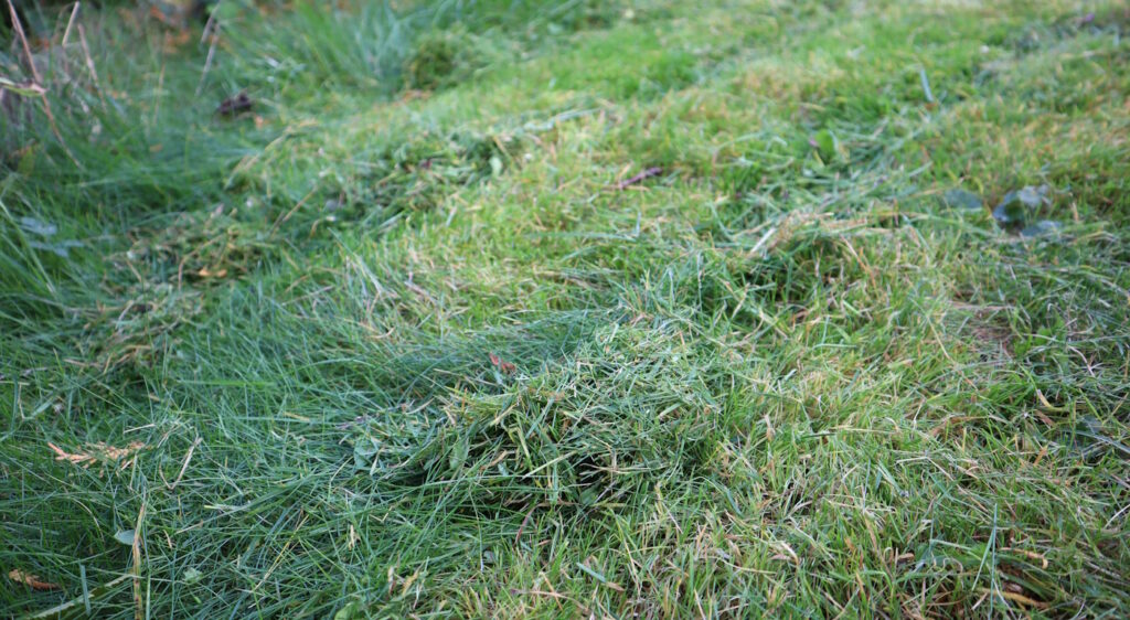 Das Foto zeigt Rasenschnitt, der im Garten liegt