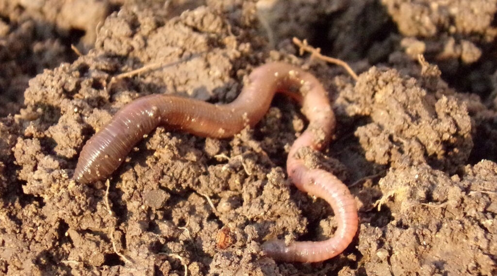 Das Foto zeigt einen Regenwurm in lehmigem Boden