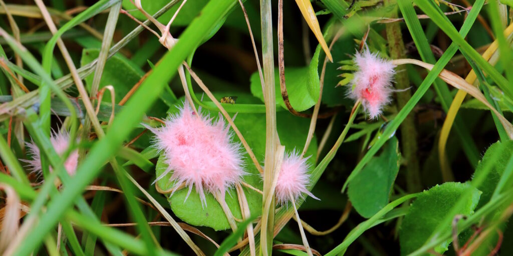 Das Foto zeigt ein geweihartig geformtes, rosa Gewebe, das Pilstroma