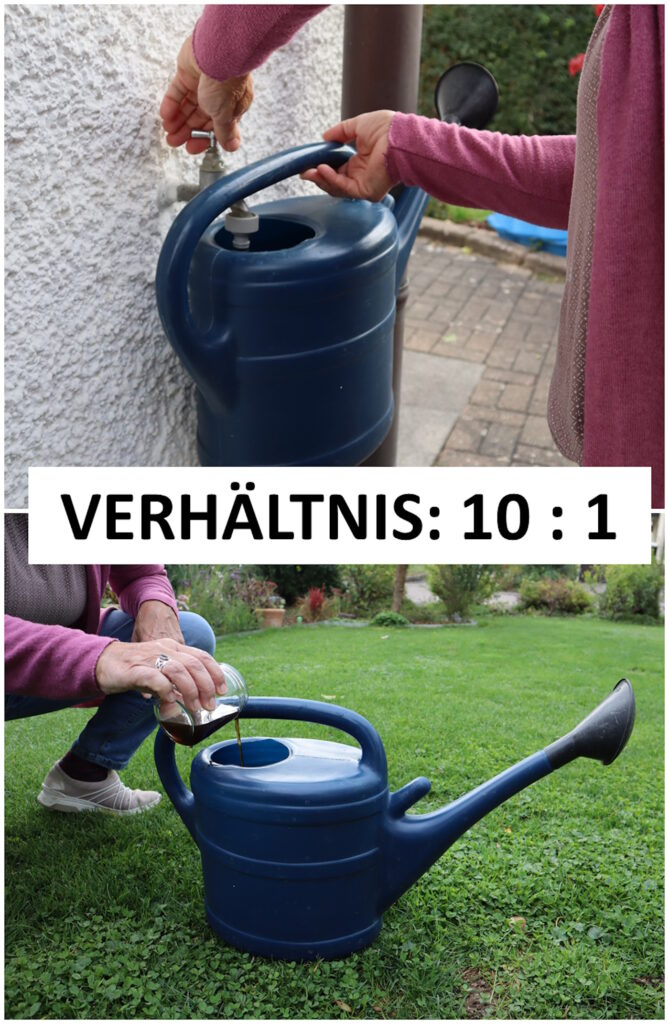 Das Foto zeigt, wie Wasser in eine Gießkanne gelassen wird und wie Wurmtee in die Gießkanne geleert wird