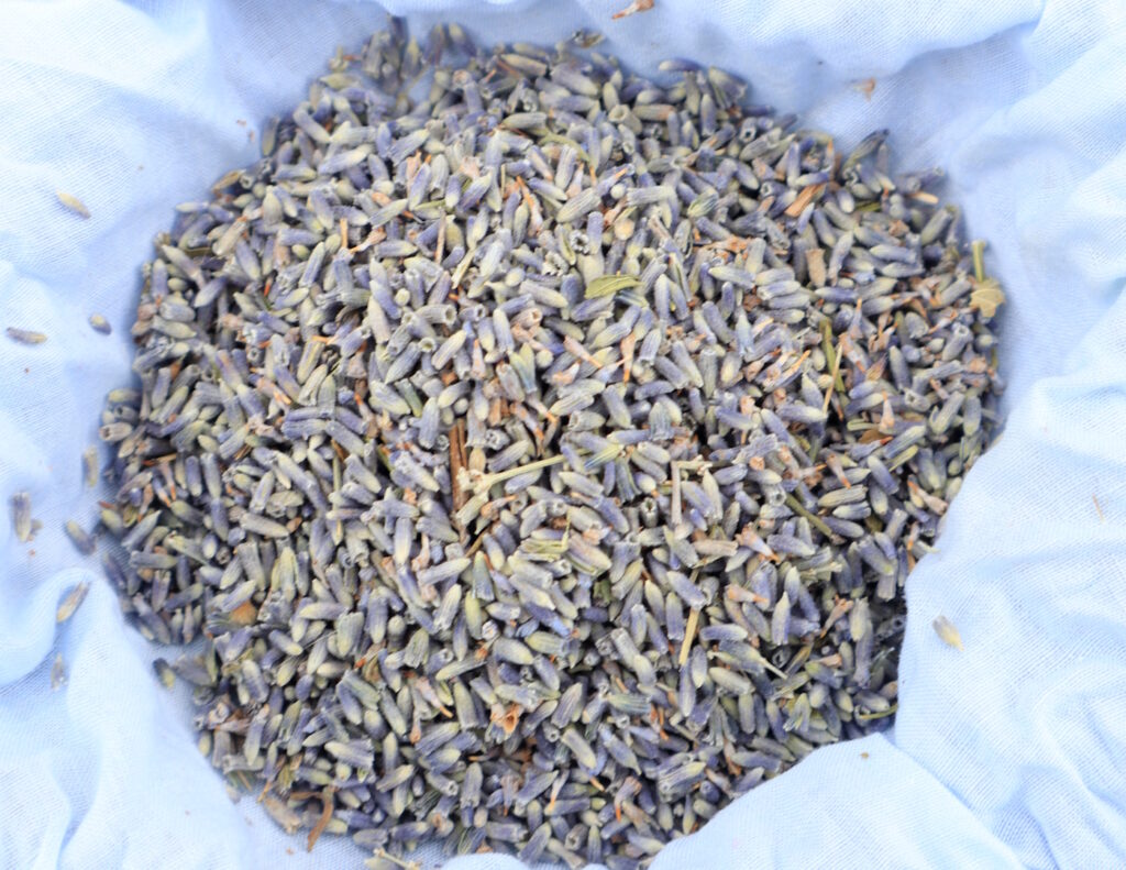 Das Foto zeigt getrockneten Lavendel