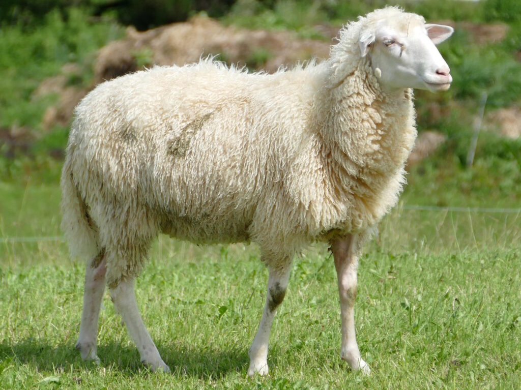 Das Foto zeigt ein Schaf