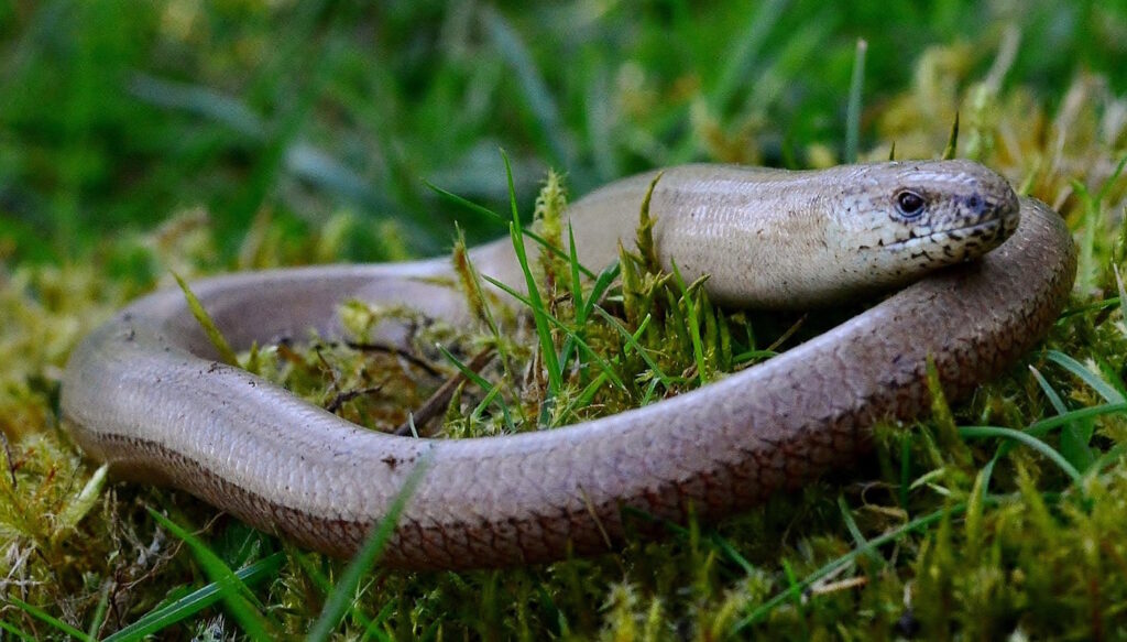Das Foto zeigt eine Blindschleiche im Gras