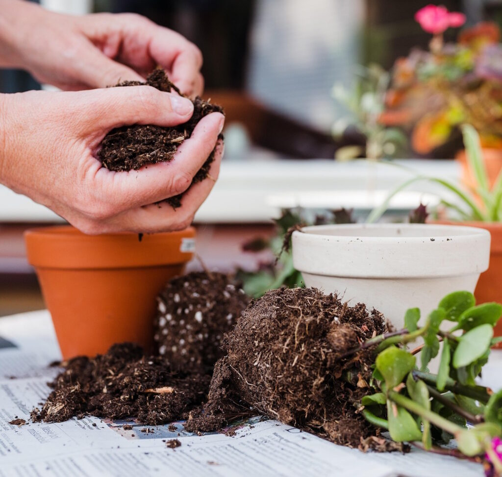 Das Foto zeigt, wie Blumen in Erde eingepflanzt werden