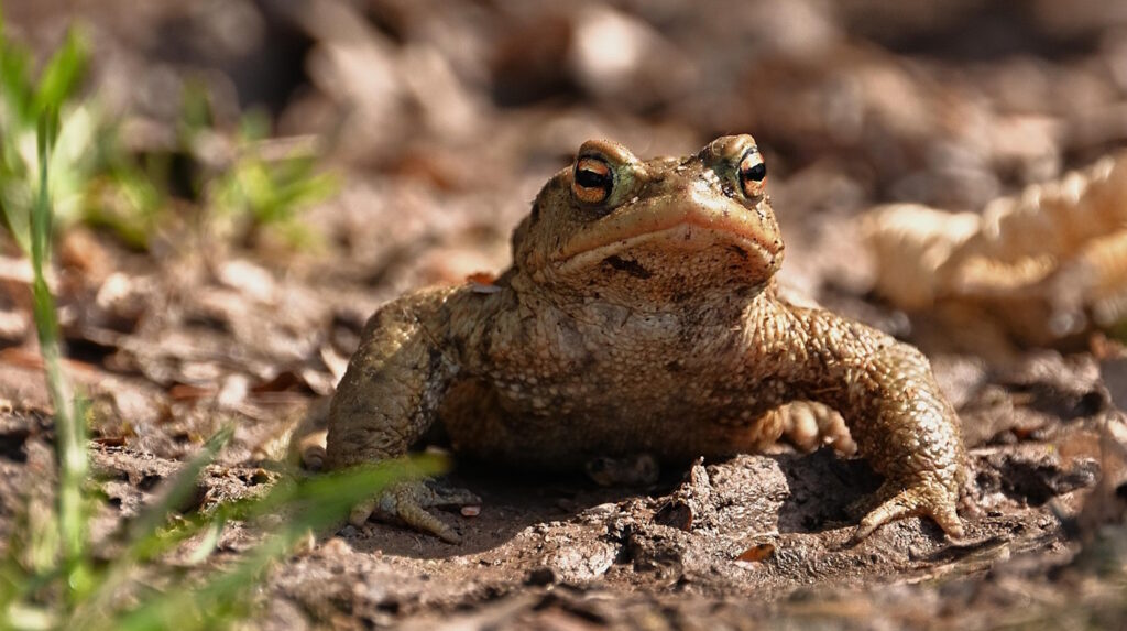 Das Foto zeigt eine Erdkröte