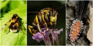 Das Foto zeigt Feinde der Hummel: Schwebfliege, Wollbiene und Milbe