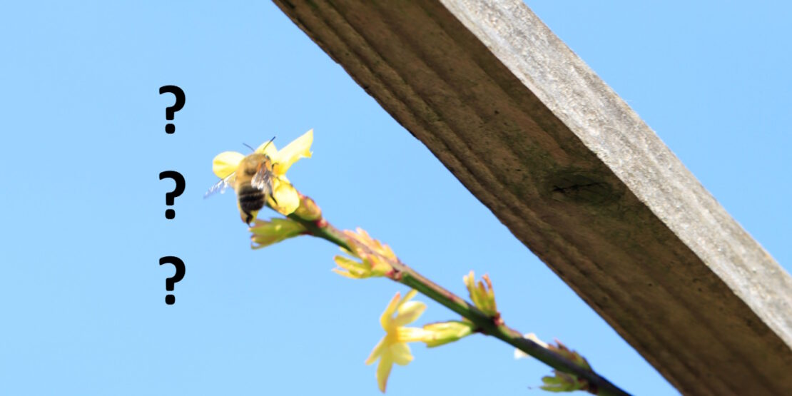 Das Foto zeigt eine Hummel auf einer gelben Blüte
