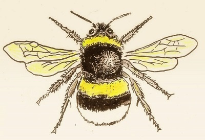 Das Foto zeigt eine Skizze der Hellen Erdhummel