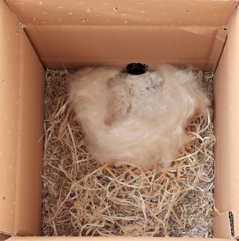 Das Foto zeigt einen Innenkarton der mit Kleintierstreu, Holzwolle, Baumwolle und Kapok ausgestattet ist