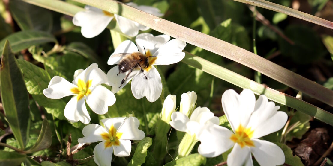 Das Foto zeigt eine Hummel auf einer weißen Blüte.