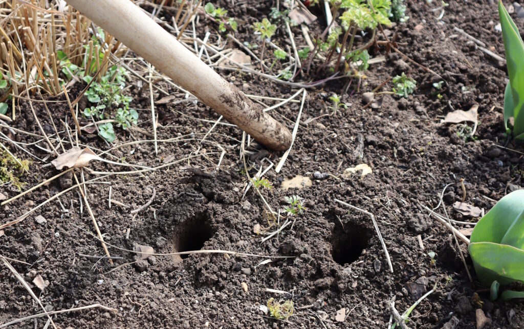 Das Foto zeigt, wie mit einem Besenstil Löcher in die Erde gestochen werden