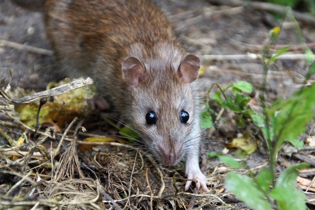 Das Foto zeigt eine Ratte
