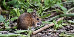 Das Foto zeigt eine Maus auf der Erde