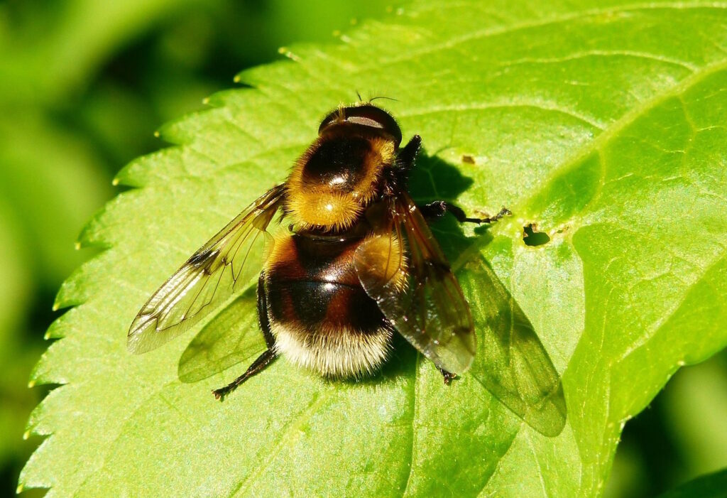 Das Foto zeigt eine Schwebfliege