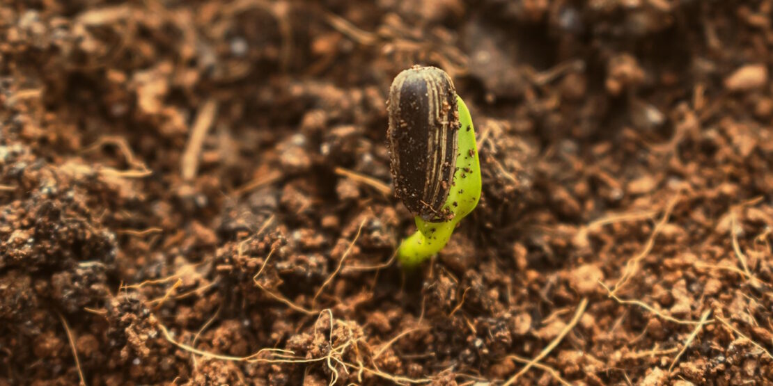 Das Foto zeigt einen Sprössling, der gerade aus der Erde sprießt.