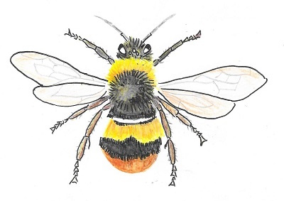 Das Foto zeigt die Skizze einer Wiesenhummel